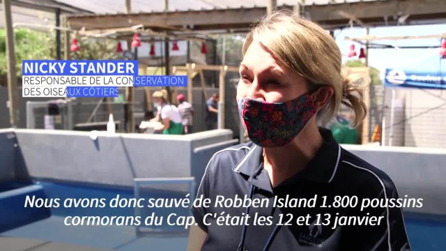 Abandonnés, affamés, des centaines de cormorans du Cap sauvés