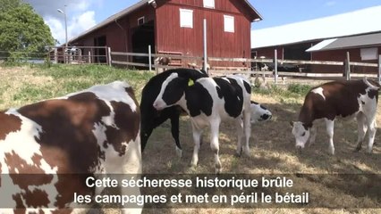 Sécheresse et feu, nouveau fléau pour les éleveurs de rennes suédois