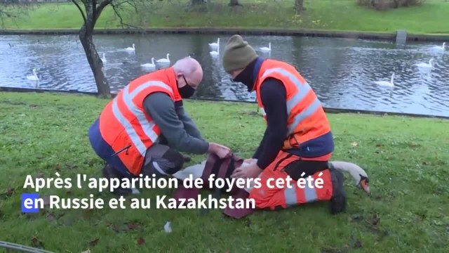 Grippe aviaire: 120 cygnes retirés des canaux de Bruges pour être confinés