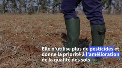 A Chypre, le changement climatique menace la culture millénaire des oliviers