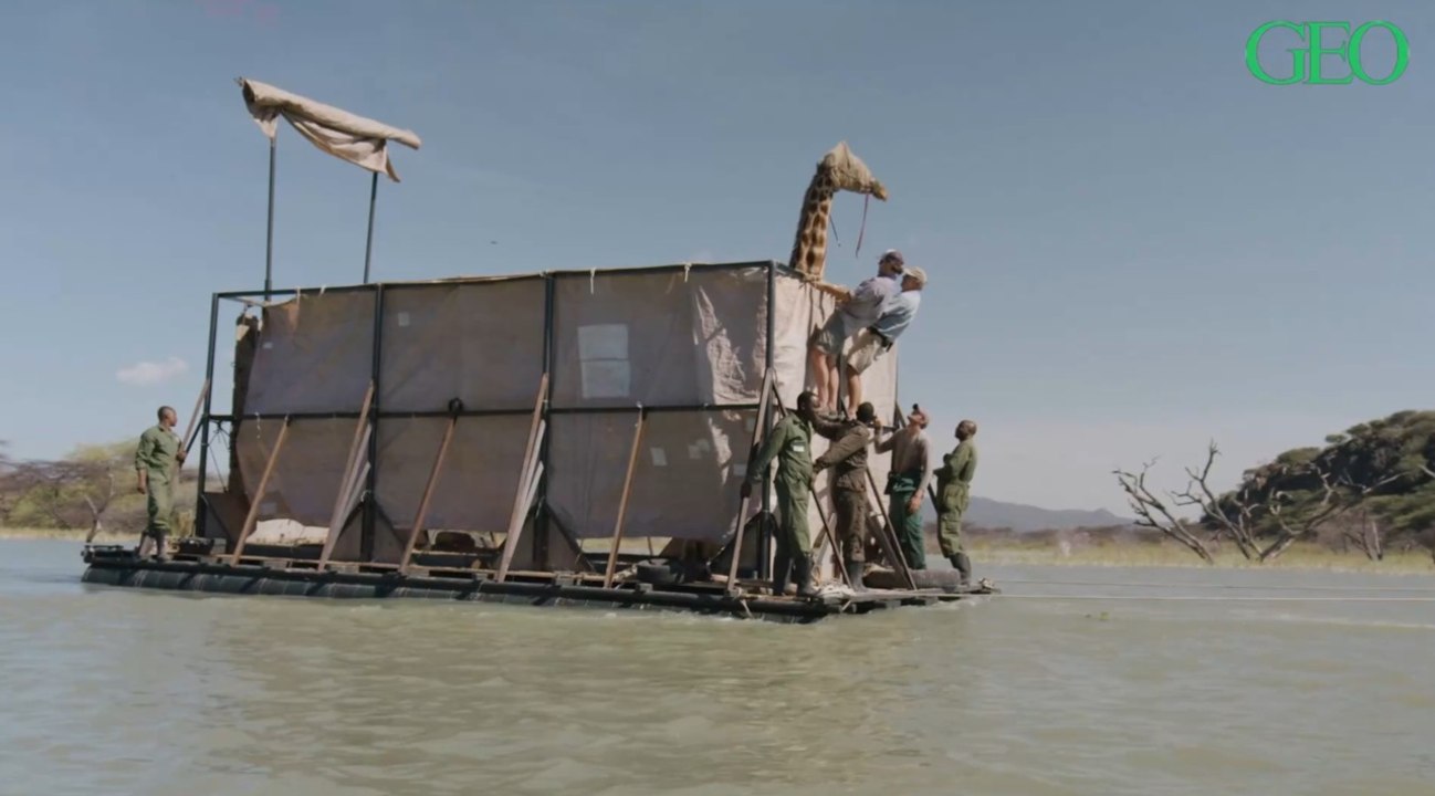Kenya : une opération peu commune pour évacuer des girafes piégées sur une île