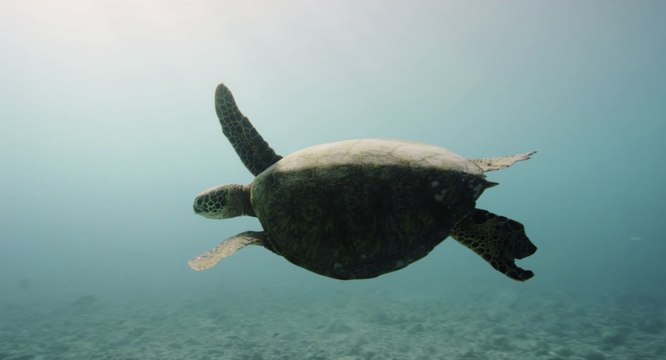 La Liste rouge des espèces menacées en France dresse un bilan alarmant