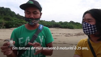 Des petites tortues s'élancent vers la liberté sur une plage d'Indonésie