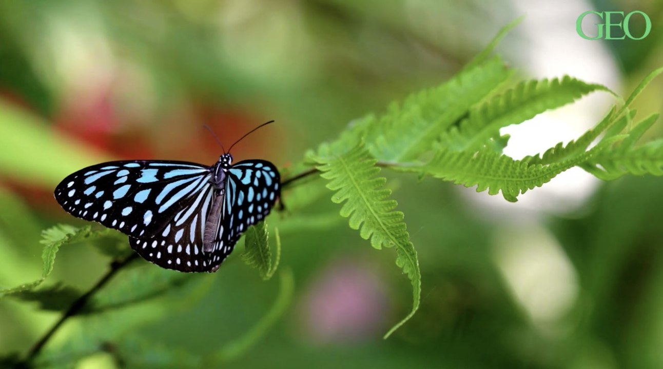 Les motifs et couleurs des ailes des papillons auraient un sens caché
