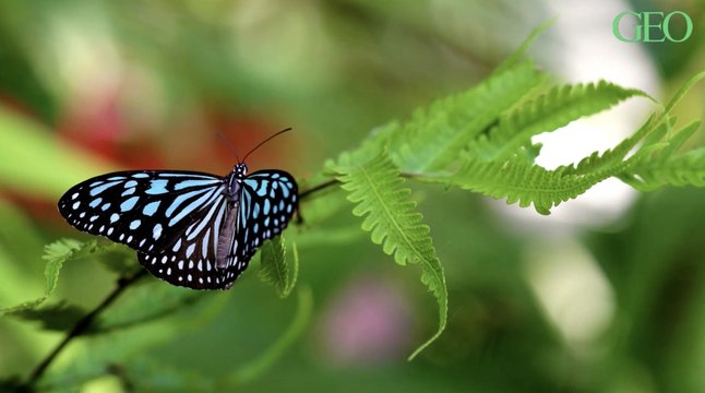 Les motifs et couleurs des ailes des papillons auraient un sens caché