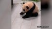 Un bébé panda très attaché à son soigneur en Corée du Sud