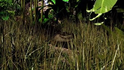 Amazonie: le chef Raoni dénonce Bolsonaro devant la CPI pour "crimes contre l'humanité"