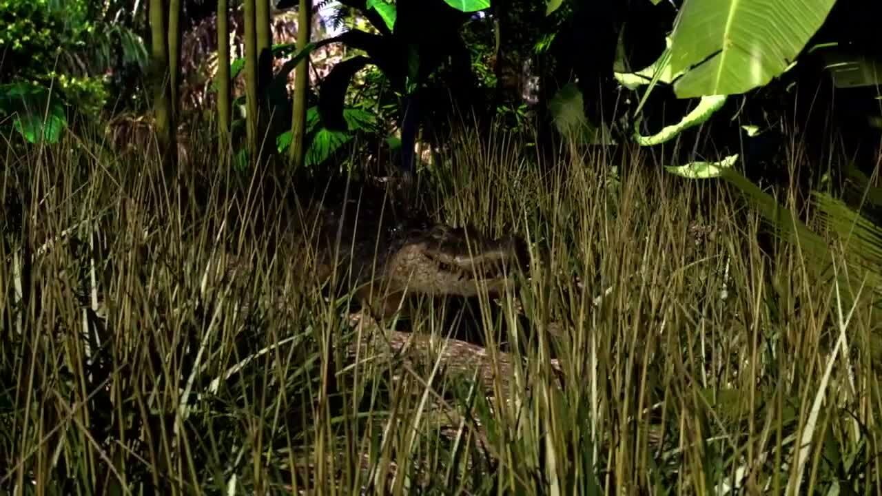 Amazonie: le chef Raoni dénonce Bolsonaro devant la CPI pour "crimes contre l'humanité"