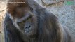 Zoo de San Diego : l'un des gorilles testés positifs au Covid-19 est guéri