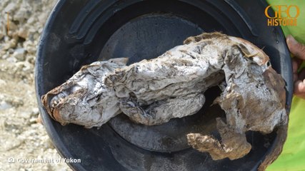 Au Canada, l'incroyable découverte d'un louveteau vieux de 57 000 ans