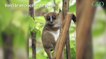 Environnement : une nouvelle espèce de petit lémurien identifiée à Madagascar