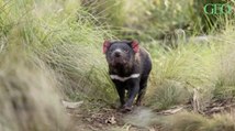En Australie, 7 petits diables de Tasmanie sont nés à l'état sauvage