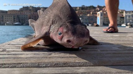 Italie : un "requin cochon" découvert au large de l'île d'Elbe