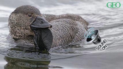 Ce canard australien est capable de reproduire des sons humains