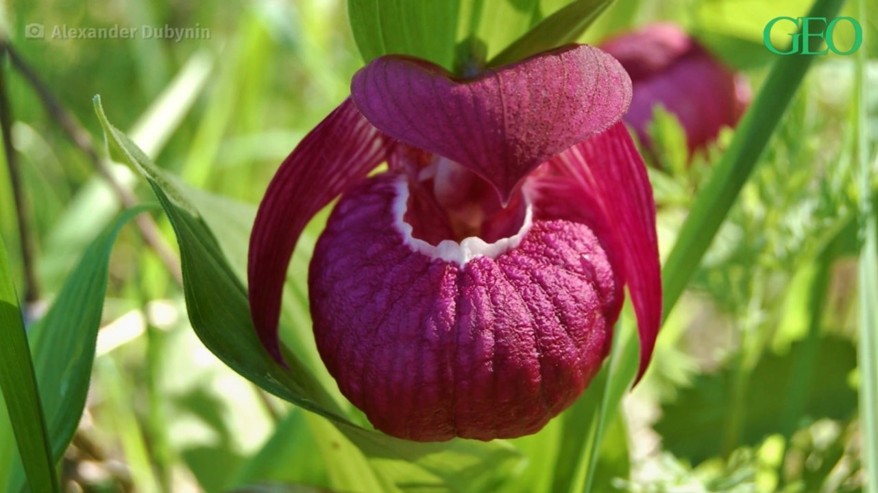 Sibérie : des chercheurs découvrent des milliers d'orchidées dans la région de Novosibirsk