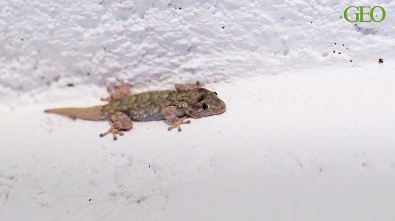 Sciences participatives : comptez les geckos de France