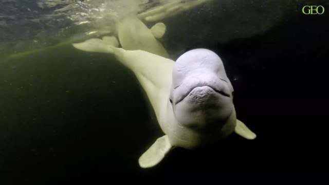 Découvrez le béluga, cet animal au front bulbeux