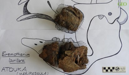 Guyane : découverte des restes d'un paresseux géant vieux de 12 000 ans