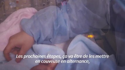 Zoo de Beauval: des jumelles en bonne santé