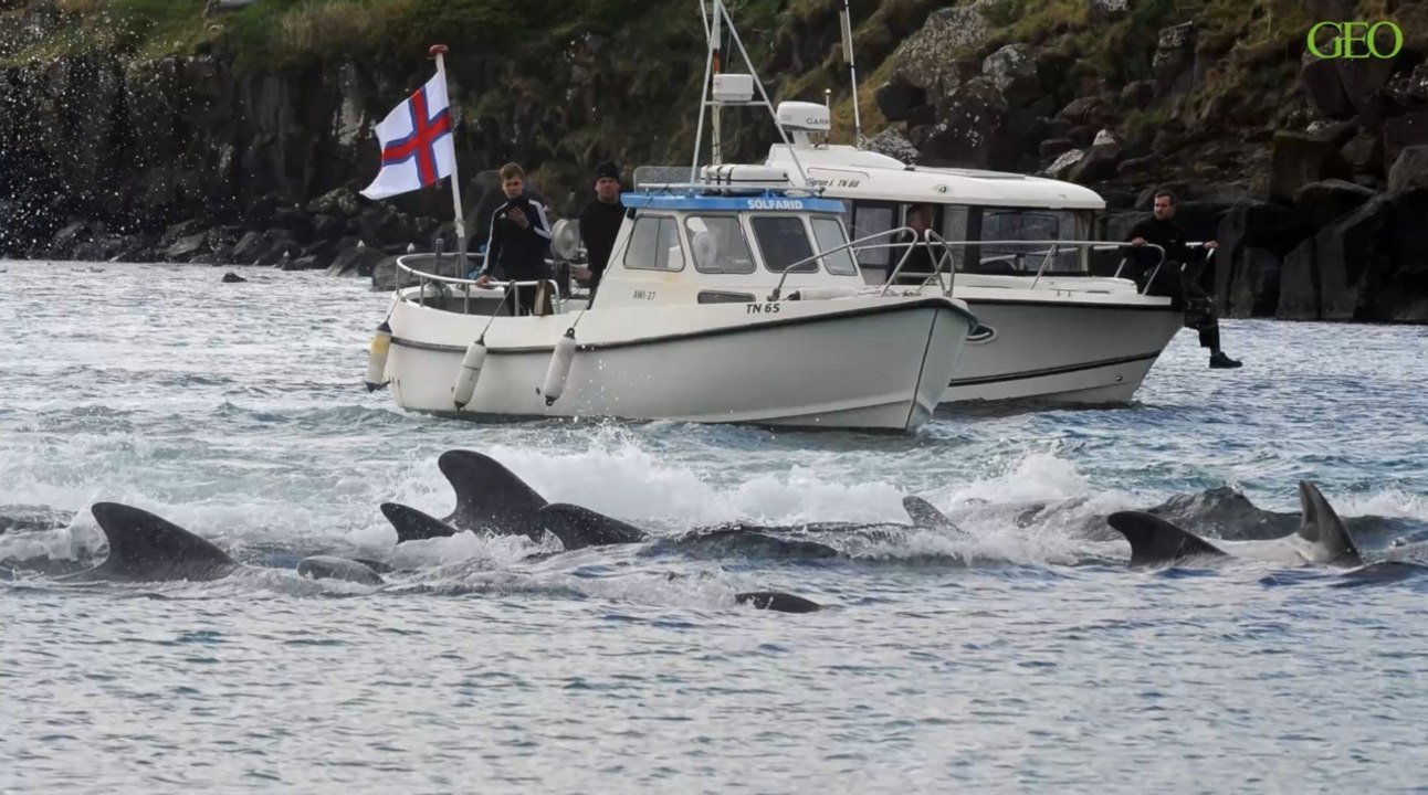 Environnement : 1 400 cétacés mis à mort lors d'une chasse traditionnelle aux îles Féroé