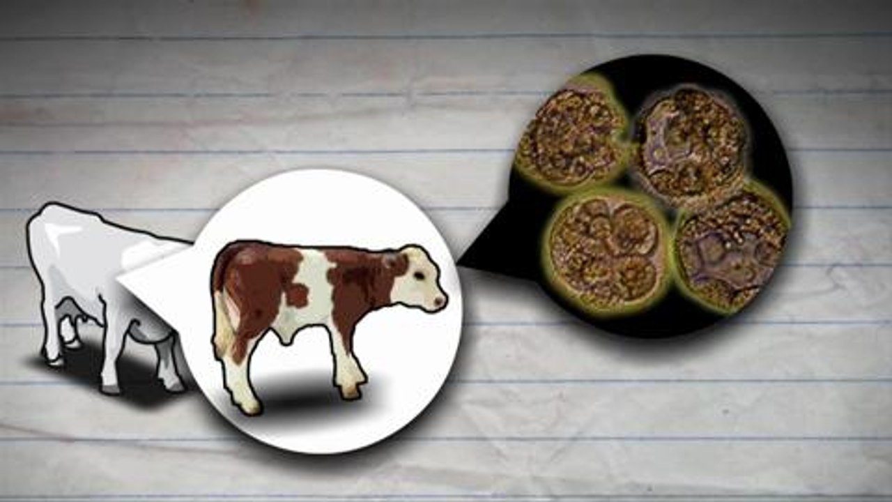 Les organismes génétiquement modifiés