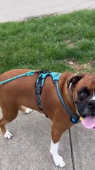 Pup Pulls His Person on a Skateboard