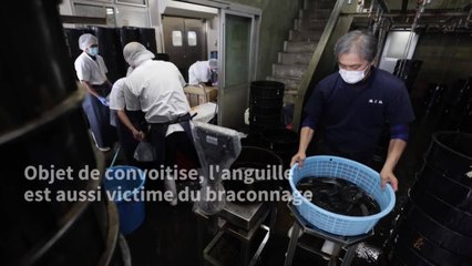 "70 millions d'années d'existence et 40 ans de déclin": l'anguille menacée par l'homme