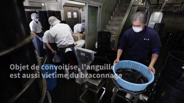 70 millions d'années d'existence et 40 ans de déclin : l'anguille menacée par l'homme