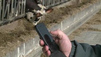 Elevage: des SMS pour surveiller les vaches