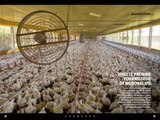 La plus grande usine à poulets du monde (Capital)