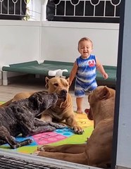 Baby and Plays with Pitbull Palls