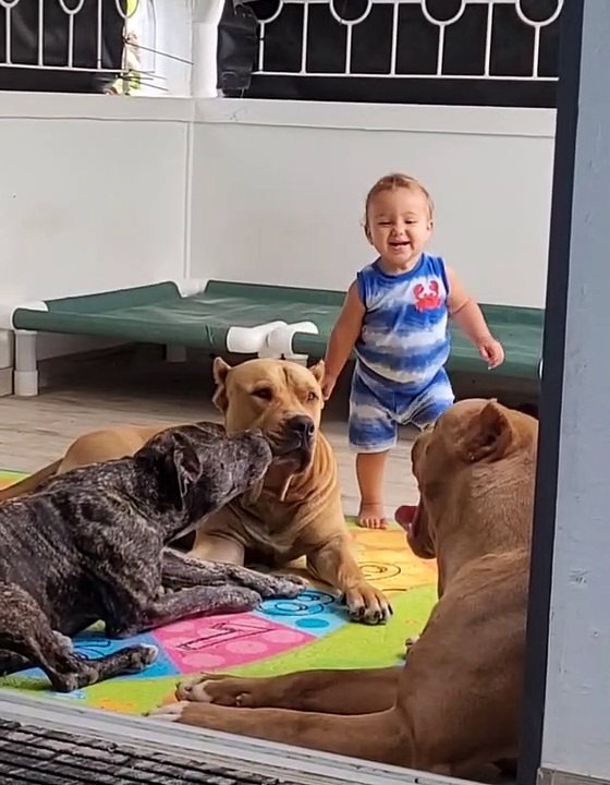 Baby and Plays with Pitbull Palls