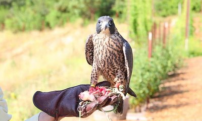 العثور على مواطن سعودي متوفى بعد خروجه لتدريب صقره