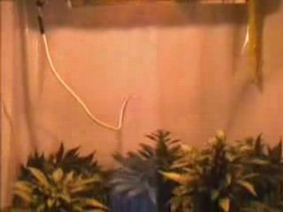 Northern Lights Cannabis