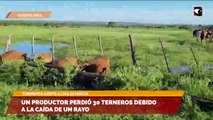 un productor perdió 30 terneros debido a la caída de un rayo