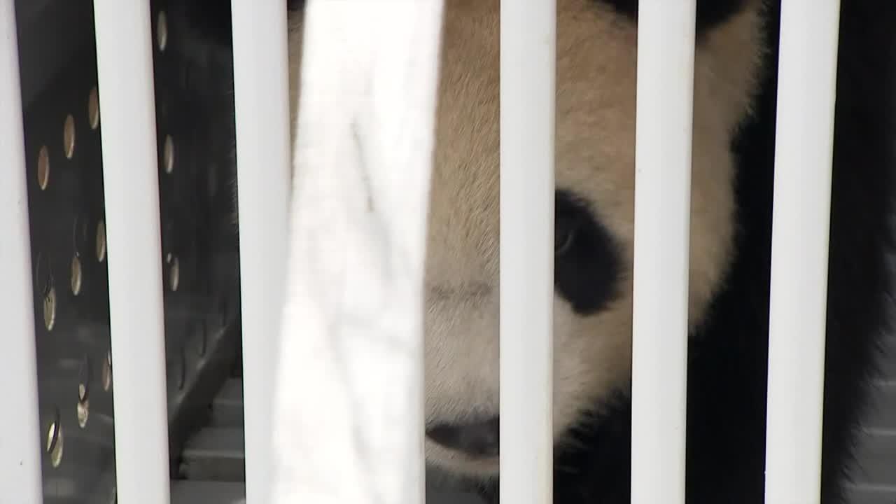 Les deux pandas "ambassadeurs" de Chine sont arrivés à Berlin