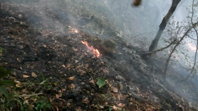L'Albanie lutte contre les feux de forêt