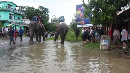 Mousson au Népal: des touristes évacués à dos d'éléphants