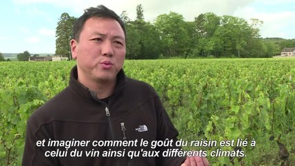 Au château de Pommard, les touristes s'initient aux vendanges