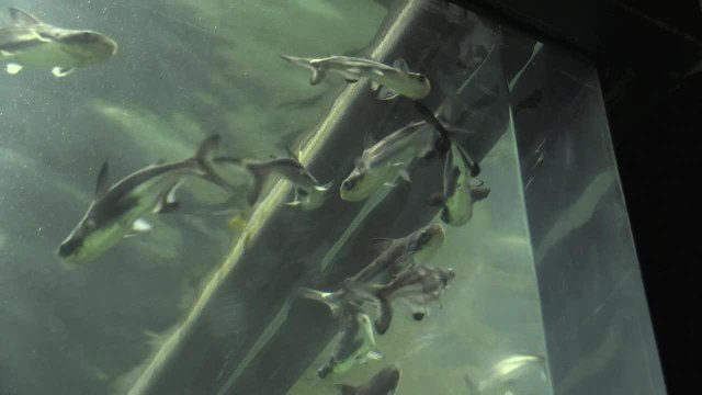 Suisse:le plus grand aquarium-vivarium d'Europe ouvre à Lausanne