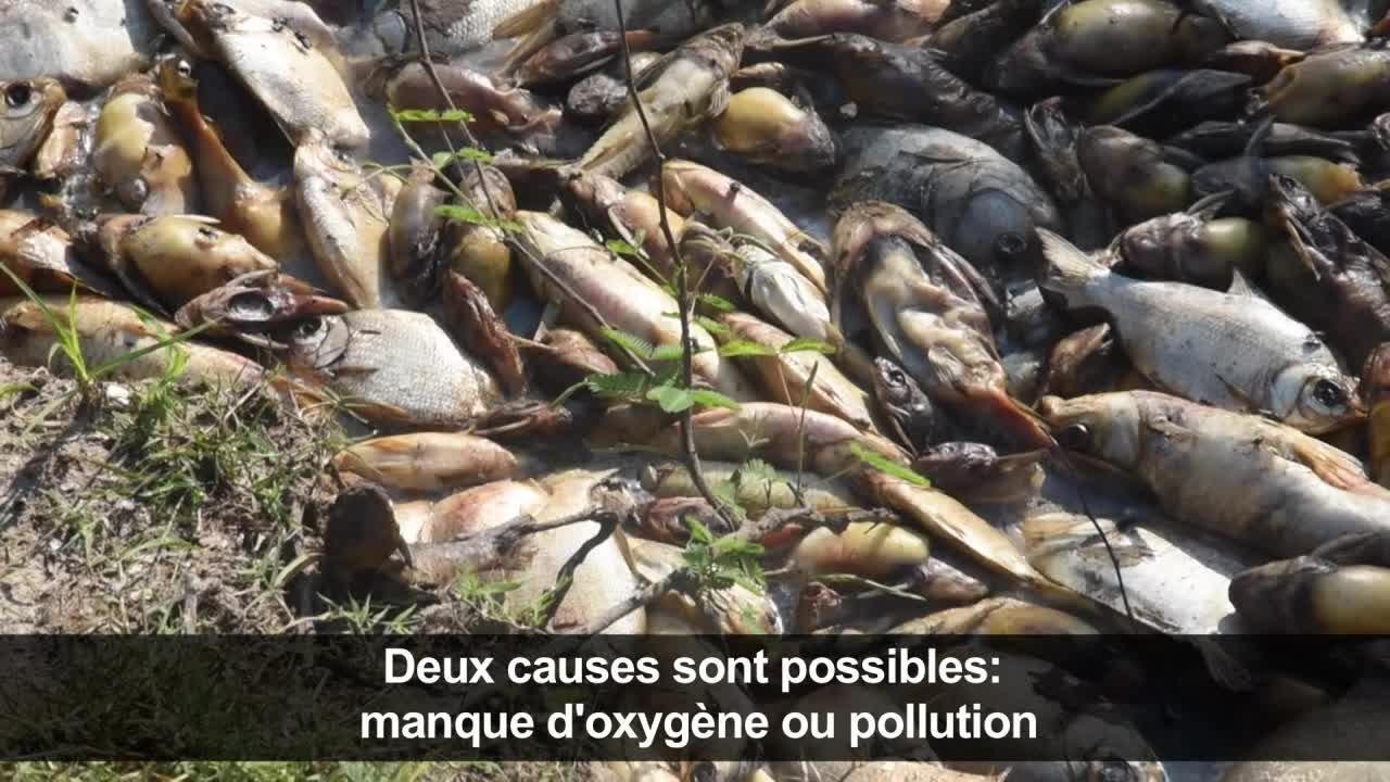 Paraguay:Des milliers de poissons trouvés morts dans une rivière