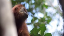 Découverte d'une nouvelle espèce rare d'orang-outan en Indonésie