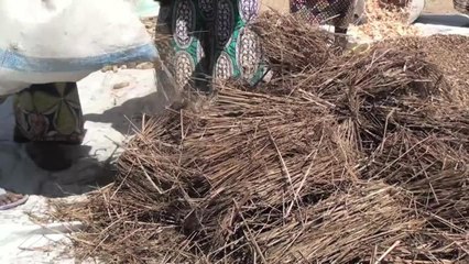 Cameroun:des réfugiés incités à lutter contre la désertification