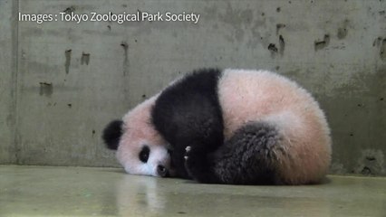 Le bébé panda de Tokyo a fêté ses 150 jours