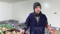 Première mondiale en France: des huîtres parfumées