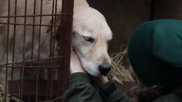 Eleveur de viande canine en Corée du Sud, un métier de chien
