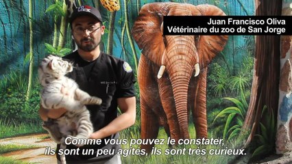Des bébés animaux font le bonheur d'un zoo mexicain