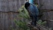 Zoos in North America Now Placing Birds Indoors To Avoid Avian Flu Outbreak