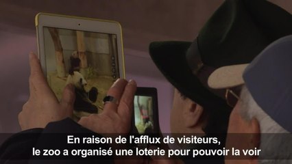 Un zoo de Tokyo présente son bébé panda né il y a 6 mois