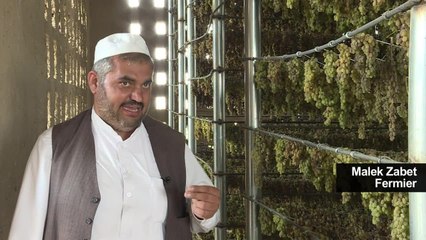 Les raisins d'Afghanistan, d'or et de poussières